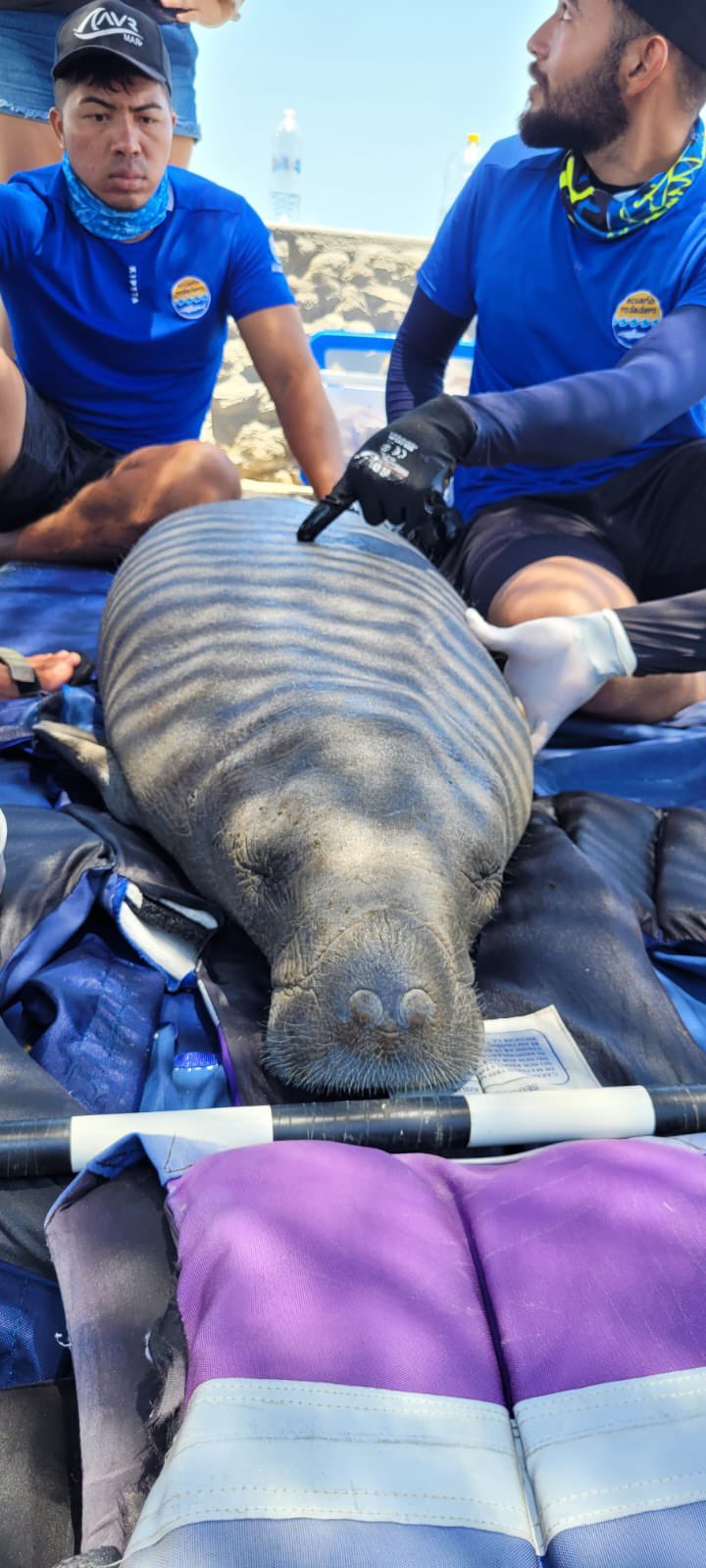 Brave Fishermen Rescue Manatee After Shark Encounter - Shocking Times